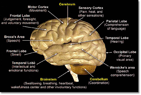 Anatomi Otak Manusia