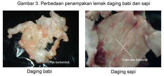 Perbedaan Lemak Daging Sapi dan Babi