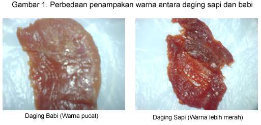 Perbedaan Warna Daging Sapi dan Babi