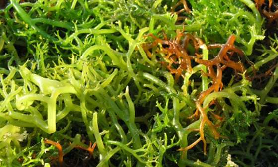 manfaat rumput laut