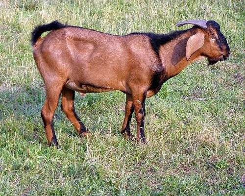gambar kambing